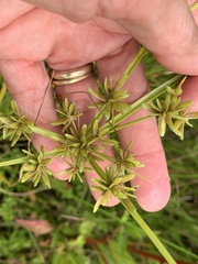 Cyperus ochraceus