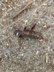 Xylotrechus sagittatus