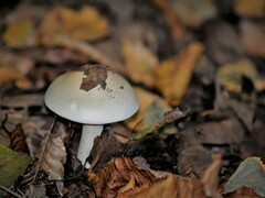 Amanita