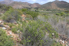 Pteronia fasciculata