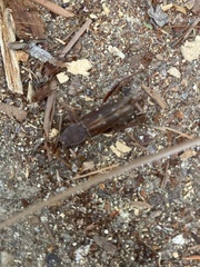 Xylotrechus sagittatus