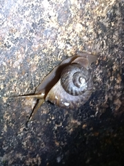 Cyclophorus punctatus