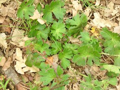 Geranium pyrenaicum