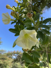 Ipomoea robinsonii