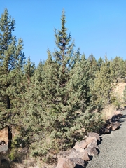 Juniperus occidentalis