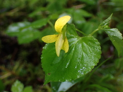 Viola