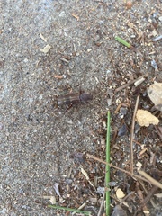 Xylotrechus sagittatus