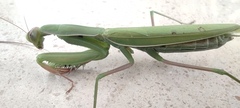 Mantis religiosa religiosa