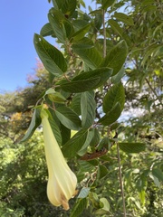 Ipomoea robinsonii