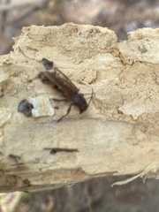 Xylotrechus sagittatus