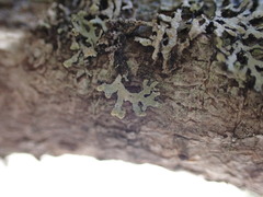 Hypogymnia hultenii
