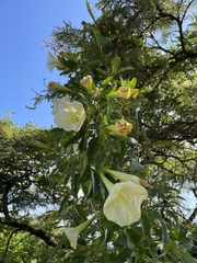 Ipomoea robinsonii