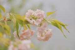 Prunus serrulata