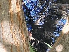 Kinosternon sonoriense