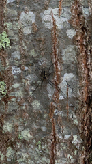 Mitopus morio