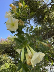 Ipomoea robinsonii