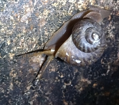 Cyclophorus punctatus