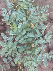 Hoffmannseggia glauca