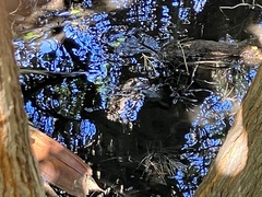 Kinosternon sonoriense