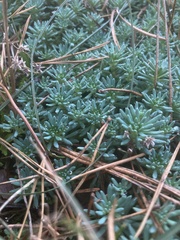 Sedum