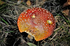 Amanita muscaria