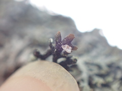 Hypogymnia hultenii