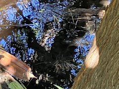 Kinosternon sonoriense