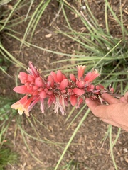Hesperaloe