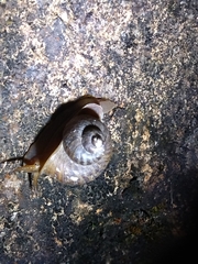 Cyclophorus punctatus