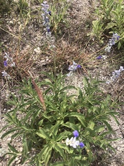 Salvia farinacea