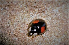 Harmonia axyridis