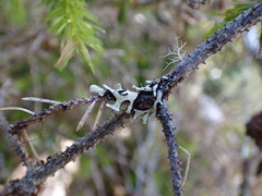 Hypotrachyna sinuosa