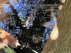 Kinosternon sonoriense