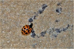 Harmonia axyridis