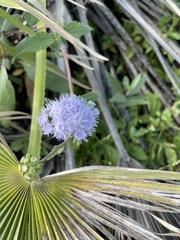 Ageratum corymbosum