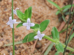 Spermacoce articularis