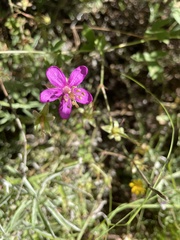 Geranium caespitosum