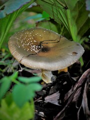 Amanita