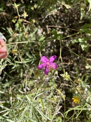 Geranium caespitosum