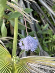Ageratum corymbosum