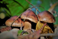 Tricholoma fulvum