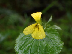 Viola