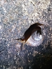 Cyclophorus punctatus