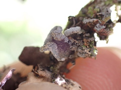 Erioderma sorediatum
