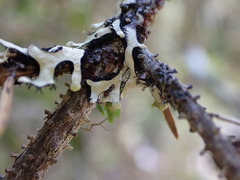 Hypotrachyna sinuosa