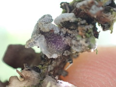 Erioderma sorediatum