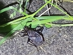 Meloimorpha japonica