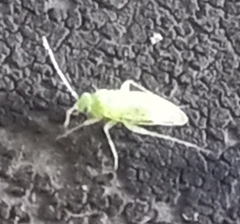 Miridae