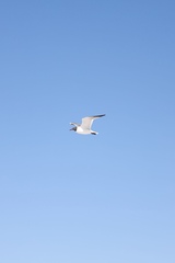 Leucophaeus atricilla