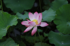 Nelumbo nucifera